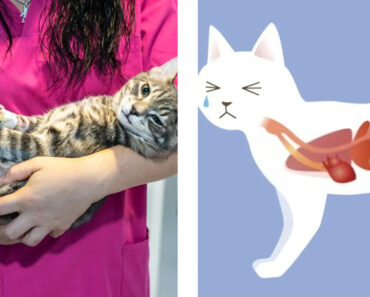 Gatti, le 3 malattie più pericolose per nostri amici felici: ecco come evitarle
