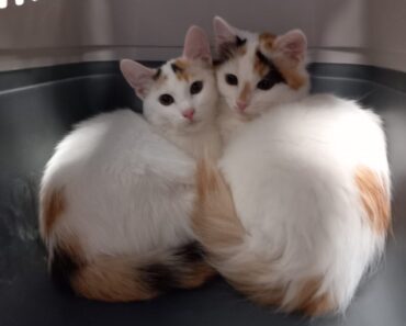 Due gattine inseparabili cercano casa. Il fratellino appena adottato: la loro storia