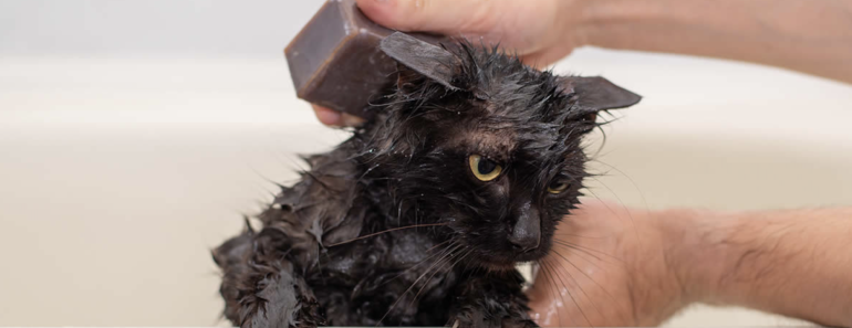 I gatti vanno lavati? Lavare un gatto è sbagliato? La risposta definitiva
