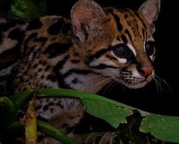 Il gatto-tigre scoperto per la prima volta: le immagini meravigliose (FOTO)