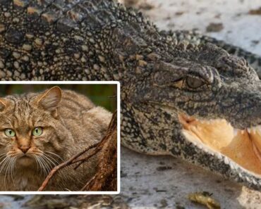 Un gatto sta facendo estinguere i coccodrilli di un’intera isola. Ecco com’è possibile