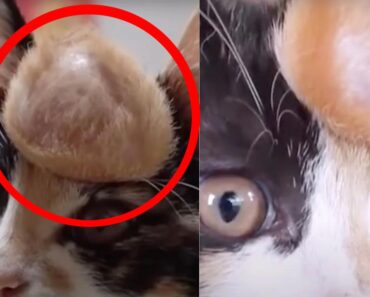 Questo gattino aveva un tumore (maligno) ben visibile, ma nessuno gli aveva dato importanza