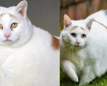 Rainbow, il gatto obeso che ha perso la metà del suo peso: l’incredibile trasformazione. Com’è oggi