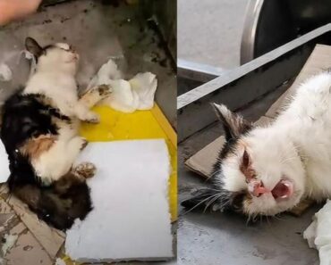 Gatto gettato nella spazzatura pensava di non farcela, poi qualcuno ha sentito miagolare (VIDEO)